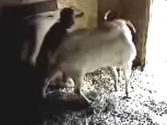 Animal Porn