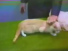 Zoo Sex Run