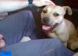 Sexy Pupper Gets Pleasured With Adult Toy