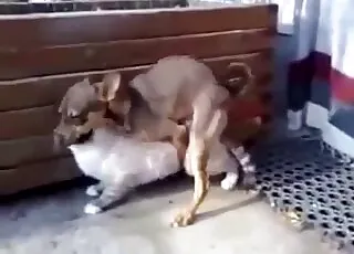 Big doggy penetrates sexy kitty in this hot zoo porn scene