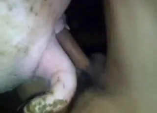 POV Sex with Pigs: Hot Zoo Porn with Farm Animals and animal sex Acts