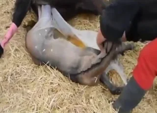 Zoophile video that you will cherish in this zoo porn clip