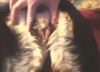 Guy possessed by lust fucking animal hole