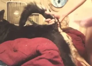 Guy possessed by lust fucking animal hole