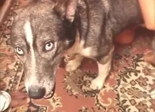 Hot dog fucks slutty girl in animal sex scene
