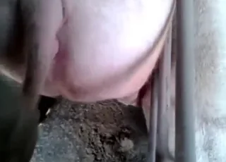 Two Guys Fucking a Pig with Passion - animal sex Zoo Porn Scene