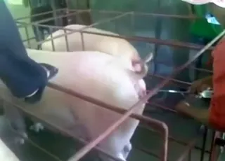 Big pig gets inseminated in this wild zoo porn movie with crazy twists
