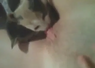 Hot Bitch Gets Kitty Cunnilingus While Masturbating
