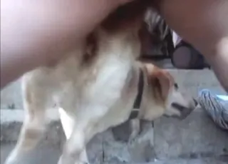 Hardcore Dude Fucking Dog Ass from Behind