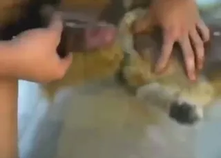 Hardcore Dog Fucks With Hard Dicked Male