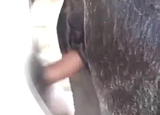 Sublime Close-up of a Mare Getting Fucked