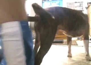 Guy Fucks Male Dog in Doggystyle animal sex