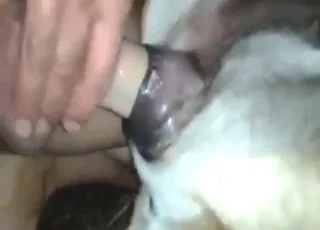 Stray Dog Gets Fucked By Random Guy Outdoors