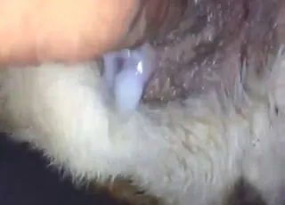 Stray Bitch Gets Deep Vaginal Penetration by Hard Penis