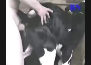 Hot Cow Gets Railed by Guy in Zoo Porn Scene with Farm Animal