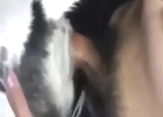 Night Group Dog Fuck Scene With Multiple Pups