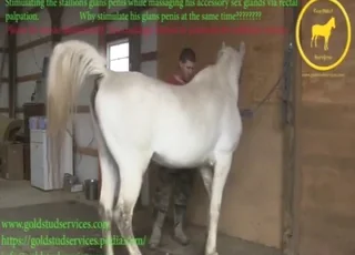 Dude Fisting Oozing Mare Cunt in Zoo Porn Clip