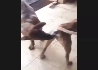 Vietnamese Dogs Mating Sexiest Movie Full Scene Zoo Porn