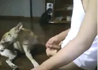Thai Boy Fucks His Sexy Dog in Hot Zoo Sex Scene