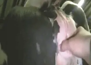 Hot cow pees while getting hard fucked in the barn