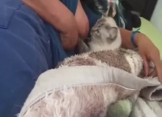 Busty Cat Breeding And Nursing Her Kitten In HD