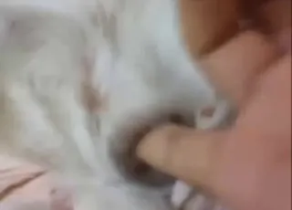 Little Chihuahua Getting Deep Fingering Close Up