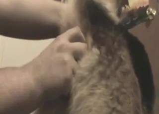 Orgasmic Fisting And Teasing Scene With Animal