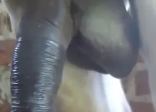Big Donkey Flaunting Dick In animal sex Porn Clip