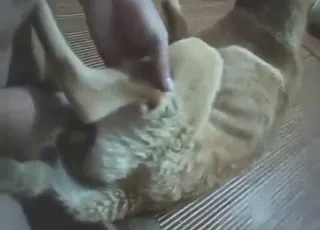 Tender romantic animal sex with a guy - real zoo porn moment