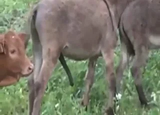 Donkey Group Sex With Full Penetration And Deep Throat In Zoo Porn Scene