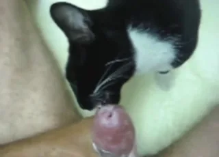 Horny cat licks and worships his big nuts