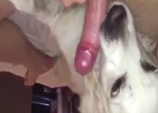Close-up of mutt licking dick during hot zoo porn worship scene Backyard-style zoo clip featuring a mutt performing oral
