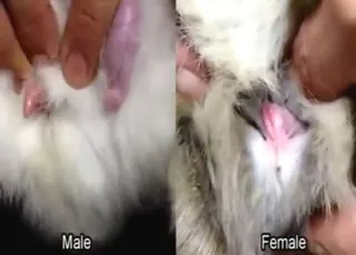 Real Crazy Bunny Fuck With Big Cock And Pussy