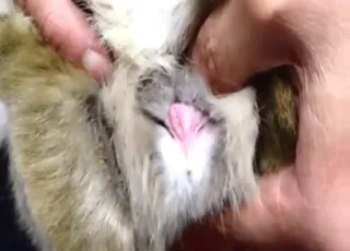 Real Crazy Bunny Fuck With Big Cock And Pussy