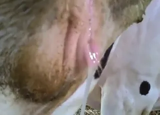 Hot Cow Porn Movie with Close-Ups and Loud Moans