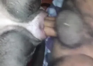 Hairy Guy Gets Pitbull Off in Full Heat - Zoo Porn animal sex