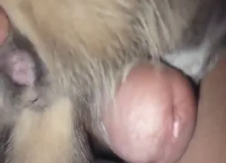 Kitty Pussy Gets Fucked in Close-Up Zoo Porn Clip