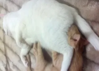 Kitten sucks cat dick in dirty zoo sex scene