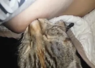 Cute kitty sucks nipple in POV with zoophilic bitch