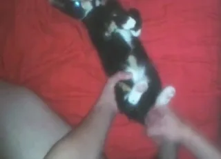 My Cute Cat Takes a Huge Peen in Zoo Porn
