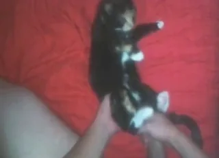 My Cute Cat Takes a Huge Peen in Zoo Porn