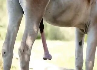 Sensual Horse Cumshot With Gigantic Penis Full Of Cum