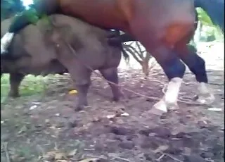 Hardcore wild doggy style animal sex clip - Zoo porn video
